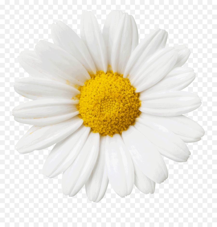 Animated Dancing Flower - Transparent Daisy Flower Gif Emoji,Animated Dancing Emoji
