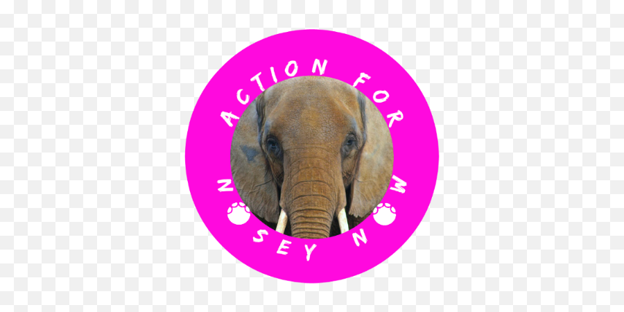 Action For Nosey Now - Indian Elephant Emoji,Pbs Elephant Emotions