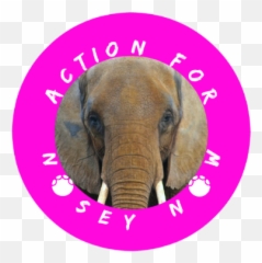 Action For Nosey Now - Indian Elephant Emoji,Pbs Elephant Emotions