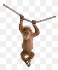Monkey Ape Gorilla Terrieasterly Sticker By Territales - Monkey Png Emoji,Ape Emoji