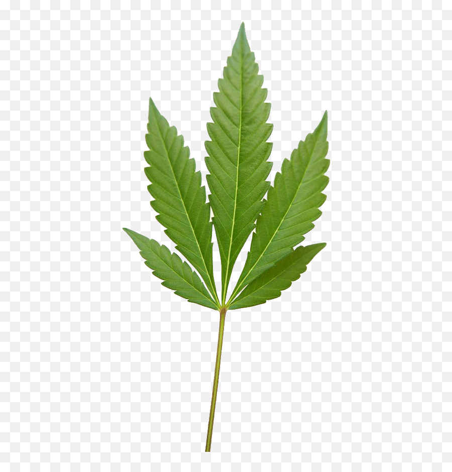 Marijuana Weed Png Image - Language Emoji,Weed Plant Emoji