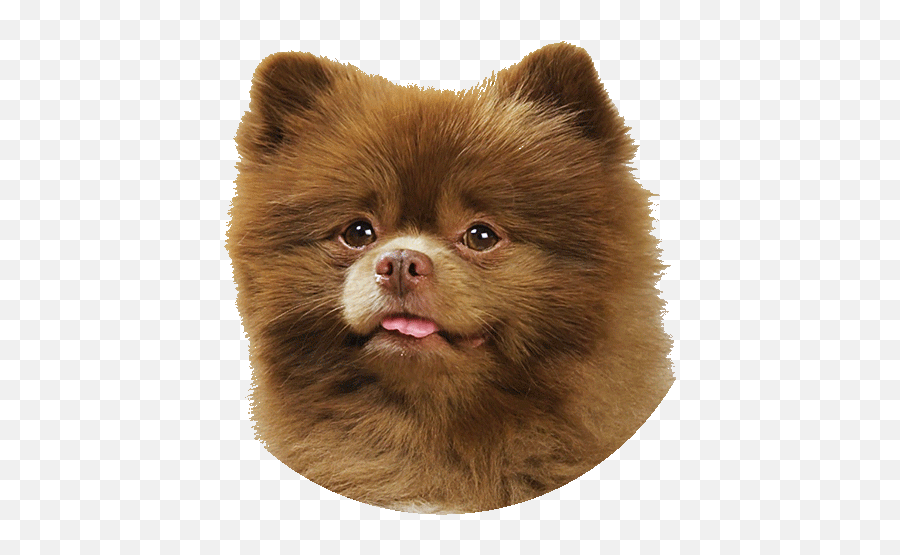 Work Emoji,Dog Emoticon Gif