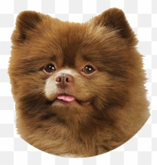 Work Emoji,Dog Emoticon Gif