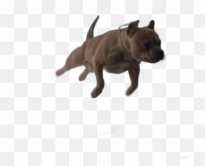 Pitbull Dog Sticker - Molosser Emoji,Pit Bull Emoji