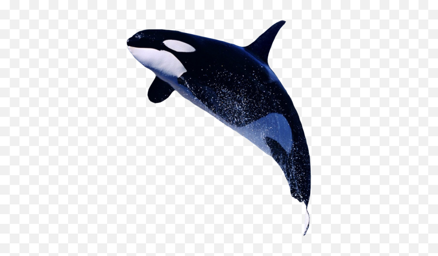 Killer Whale - Killer Whale Png Emoji,Killer Whale Emoji
