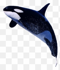 Killer Whale - Killer Whale Png Emoji,Killer Whale Emoji