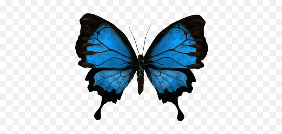 Beautiful Butterfly Gifs - Animated Blue Butterfly Gif Emoji,Butterfly Emoji Png