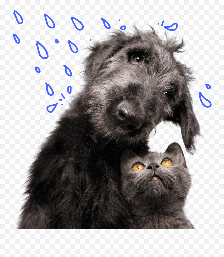 Petplan Dog Insurance - Vulnerable Native Breeds Emoji,Pet Emotions Chart