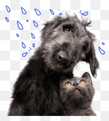 Petplan Dog Insurance - Vulnerable Native Breeds Emoji,Pet Emotions Chart