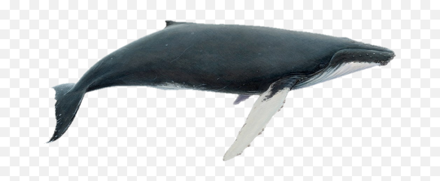 Sticker - Humpback Whale Emoji,Whale Emoji Pillow