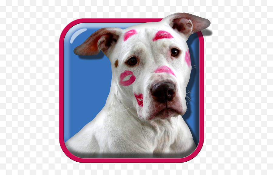 Pit Bull Dog Live Wallpaper On Google Play Reviews Stats - Martingale Emoji,Pitbull Emoji