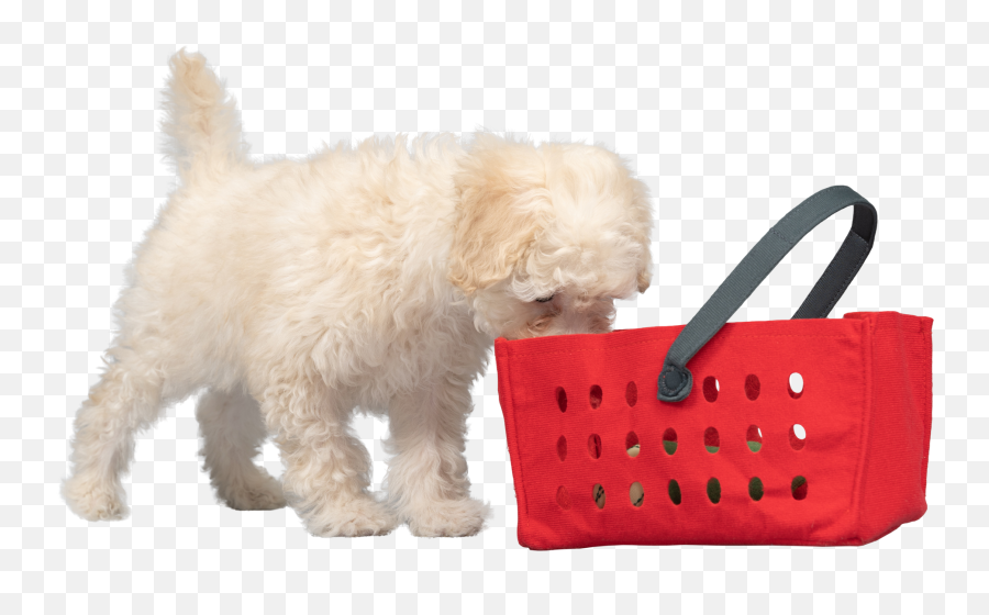 Free Stock Photos Emoji,Dog Emojis Poodle