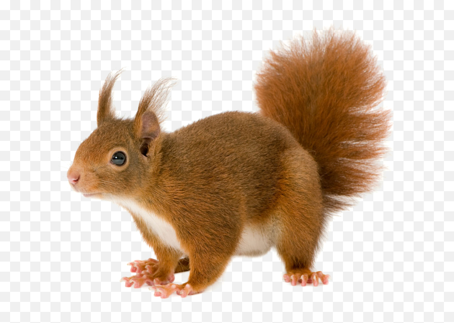 Squirrel Transparent Background Png Png Arts - Squirrel Png Emoji,Squrrel Emoji