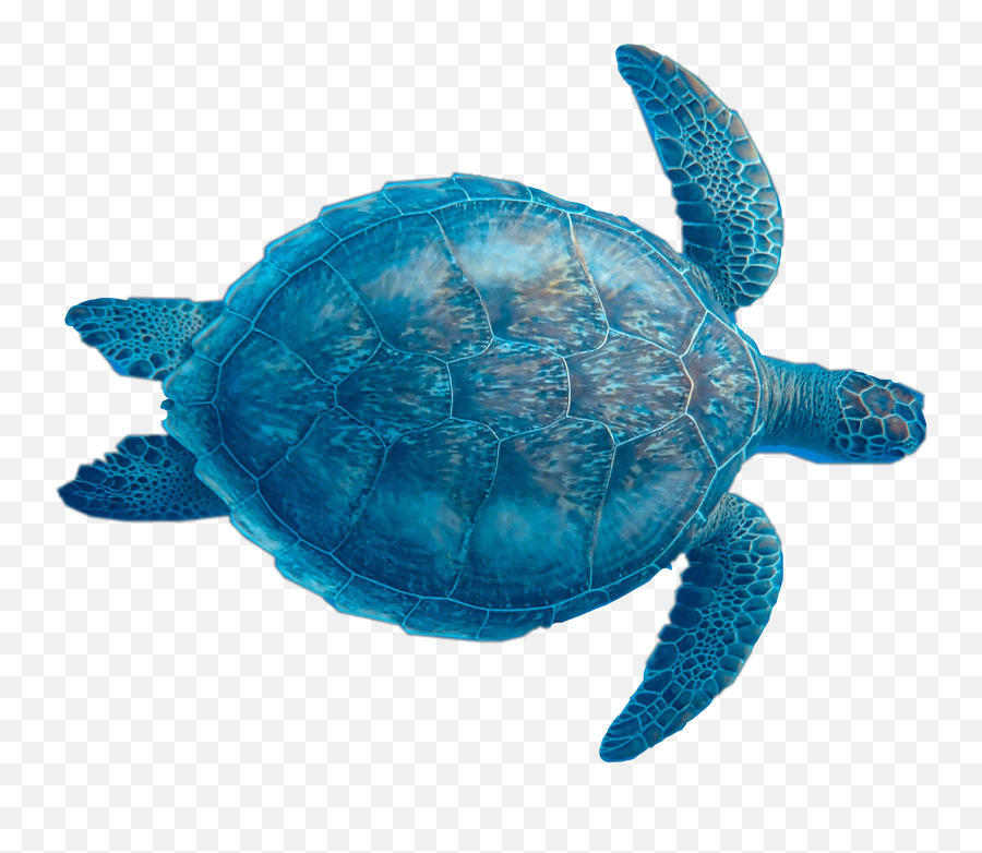 Turtle Seaturtle Sea Sticker By Summer - Loggerhead Sea Turtle Emoji,Sea Turtle Emoji