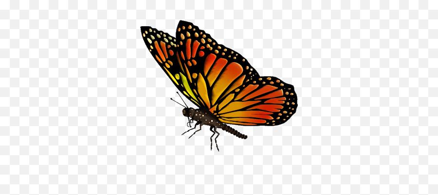Monarch Butterfly Png Transparent Images Png All Emoji,Fowers And Butterfly Emojis