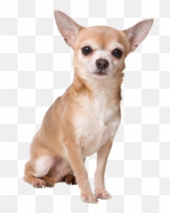 Steam Workshoplaaaaan - Chihuahua Png Emoji,Squidward Dab Discord Emoji