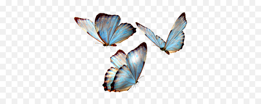 Pastel Blue Butterfly Aesthetic - 2021 Emoji,Butterfly Emoji Ios
