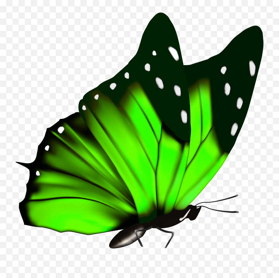 Eggs Clipart Butterfly Eggs Butterfly Transparent Free For - Transparent Green Butterfly Png Emoji,Butterfly Emoji Png