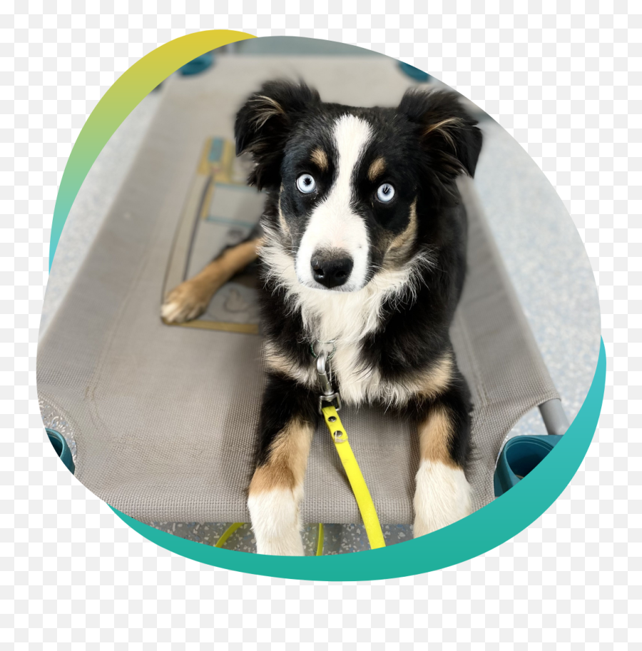 Partners Dog Training Arizonau0027s Best Dog Trainer Over - Northern Breed Group Emoji,Husky/border Collie Emoji