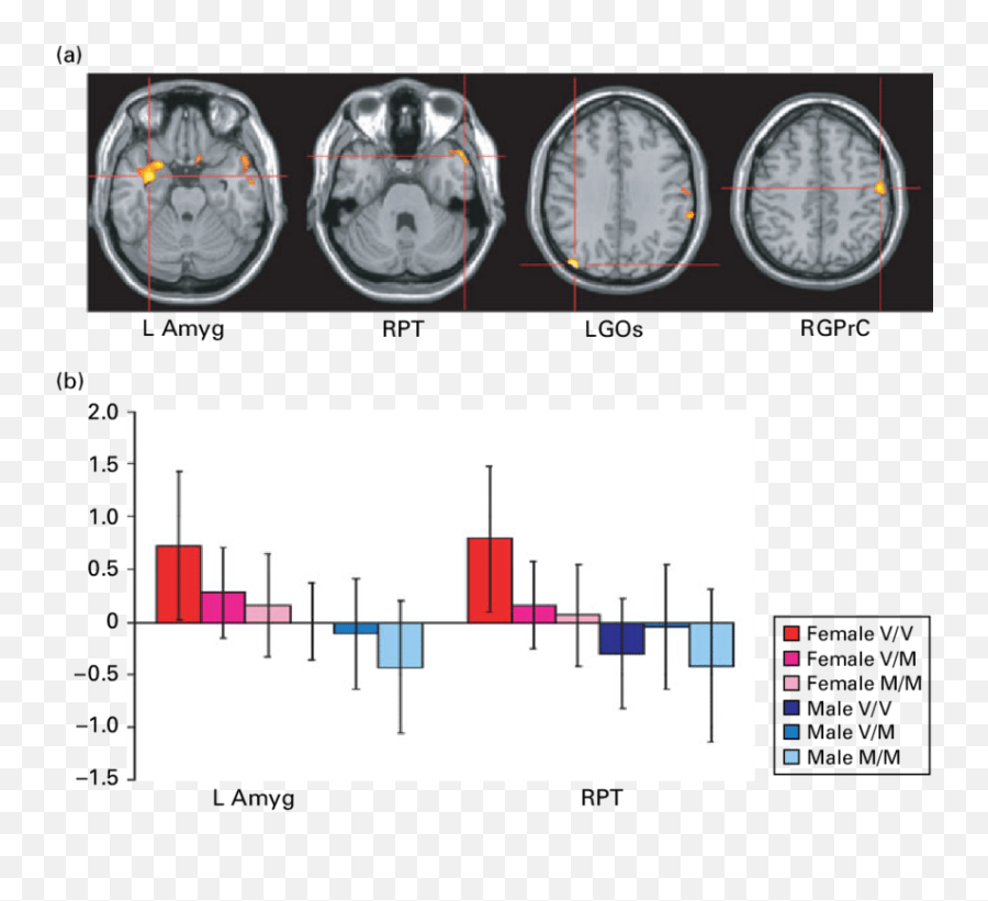 A Main Effect Of Gender On Brain Activations During The - Dot Emoji,Emotion Regulation Behaviors Erb Scale Scoring A Main Effect Of Gender On Brain Activations During The - Dot Emoji,Emotion Regulation Behaviors Erb Scale Scoring