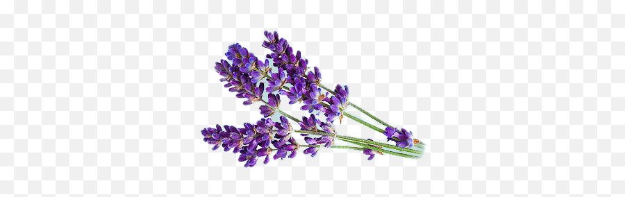 10 Best Essential Oils And What To Look For - Lavender Png Emoji,Inside Out Emotions Essential Oils