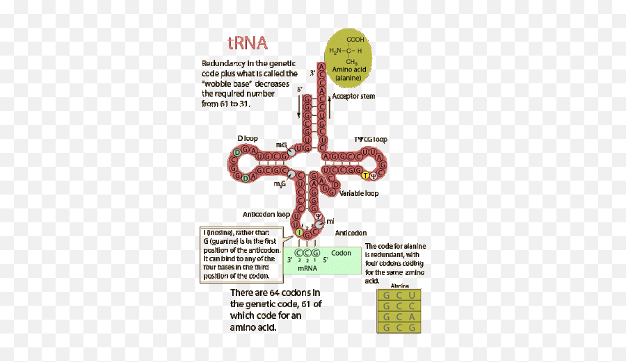 What Shapes Do The Mrna Trna And Rrna - Dot Emoji,Daftside Emotion