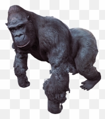 Gorilla Png File - Gorila Png Emoji,Where Is The Gorilla Emoji