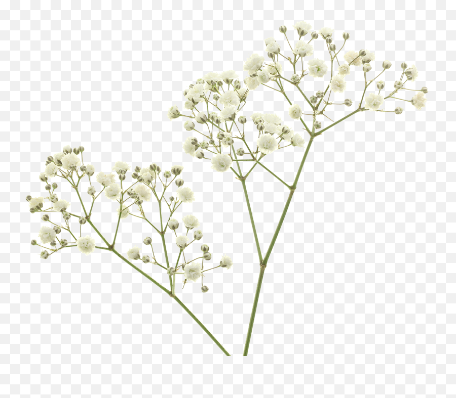 Gypsophila Mirabella - Cut Flower On Thursd Tanacetum Emoji,Facebook Cut & Paste Birthday Emoticons 2015