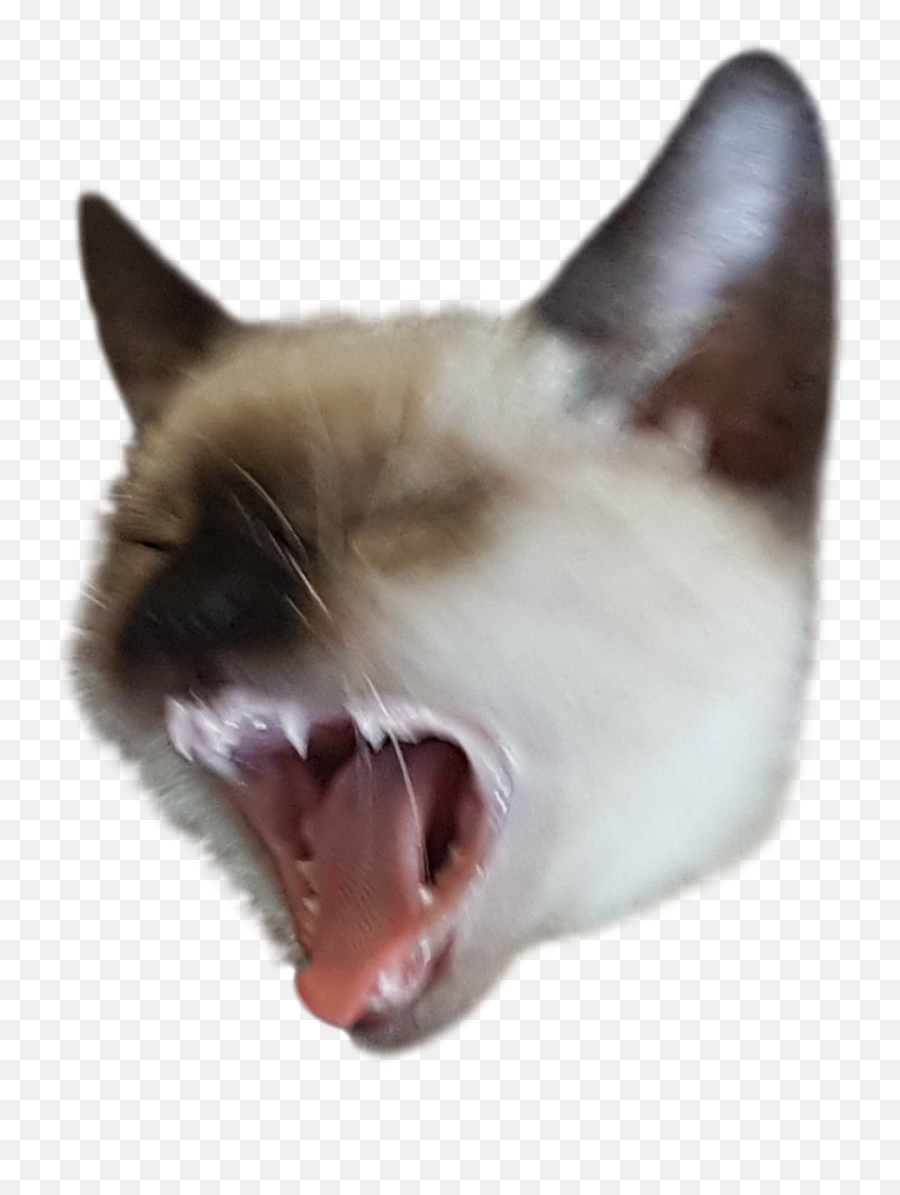 Cat Yelling Or Something Of The Just A Cat Bro Collection Emoji,Face With Tongue Emoji Copy And Paste