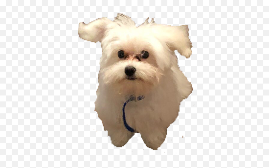 Maltese Doggy Puppy Cute Sticker - Vulnerable Native Breeds Emoji,Maltese Emoji