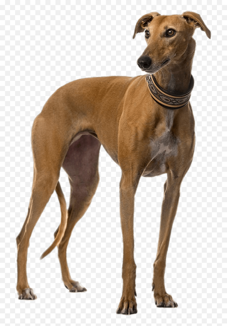 Greyhound - Greyhound White Background Emoji,Greyhound Emoji