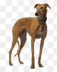 Greyhound - Greyhound White Background Emoji,Greyhound Emoji