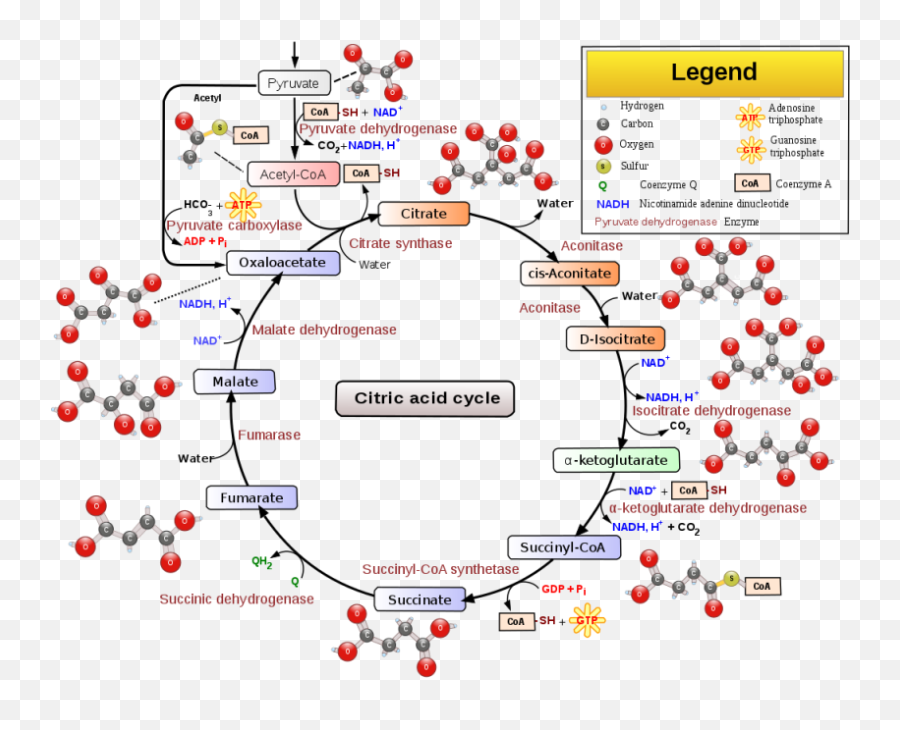 Food Education Nutrition Eating Healthy Tips - Modeling Cellular Respiration Emoji,List Of Emotions And Foods