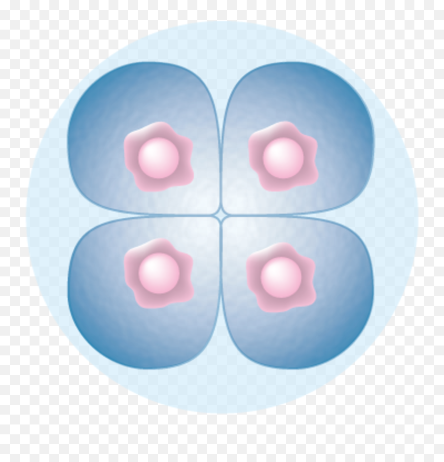 The Monarch Illustration - 4 Cell Stage Emoji,The Intense Emotion Illustrates Spiritual Excitement Ebbo Gospels