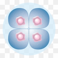 The Monarch Illustration - 4 Cell Stage Emoji,The Intense Emotion Illustrates Spiritual Excitement Ebbo Gospels