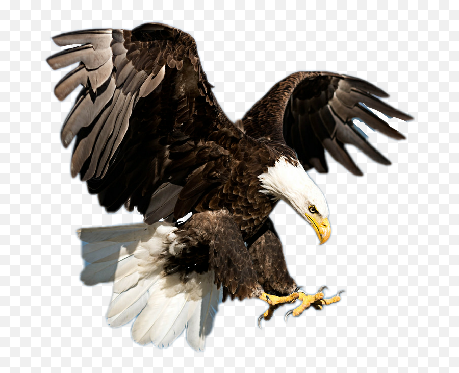 Eagle Sticker - Flying Philippine Eagle Png Emoji,Eagle Emoji