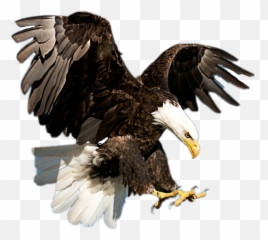 Eagle Sticker - Flying Philippine Eagle Png Emoji,Eagle Emoji