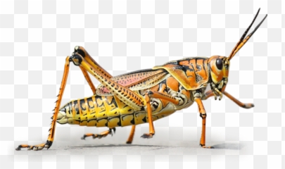 Cricket Clipart Grillo Cricket Grillo Transparent Free For - Grilli Png Emoji,Crickets Emoji