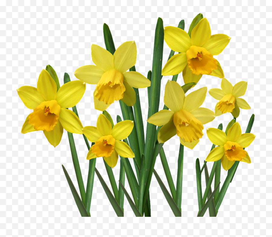 Daffodils Bulbs Flowers - Daffodil Png Emoji,Daffodil Pink Emotion