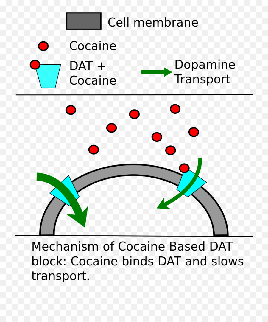 Dopamine - The Reader Wiki Reader View Of Wikipedia Transportador Vesicular De Monoaminas Emoji,Panksepp Emotions