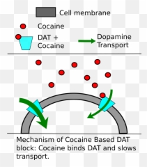 Dopamine - The Reader Wiki Reader View Of Wikipedia Transportador Vesicular De Monoaminas Emoji,Panksepp Emotions