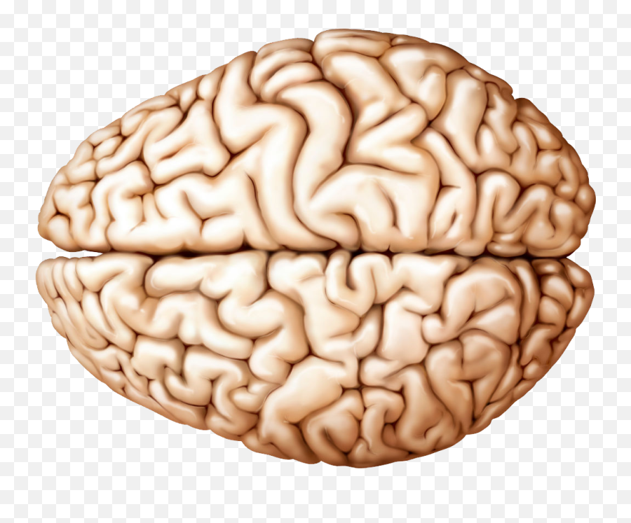 Brain Png Transparent Image Png Mart Emoji,Brain In Emoji