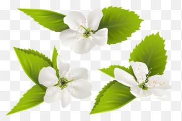 Jasmine Flower Png Jasmine Flower Png Transparent Free For - Transparent Jasmine Flower Clipart Png Emoji,Boquet Emoji