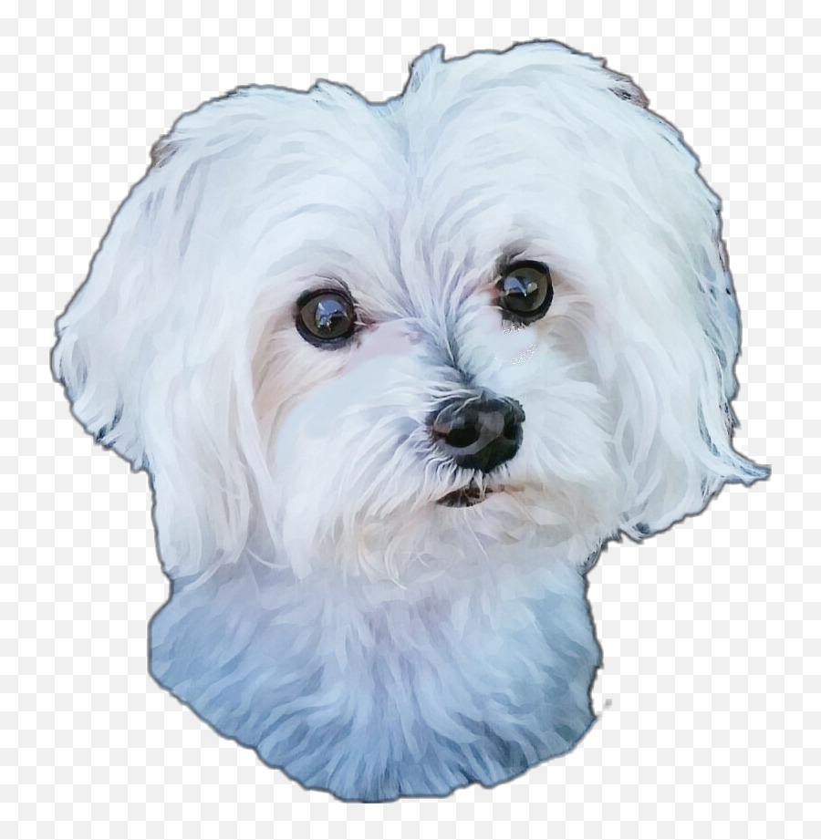 Maltese Dog Geodemagiceffect Sticker - Vulnerable Native Breeds Emoji,Maltese Emoji