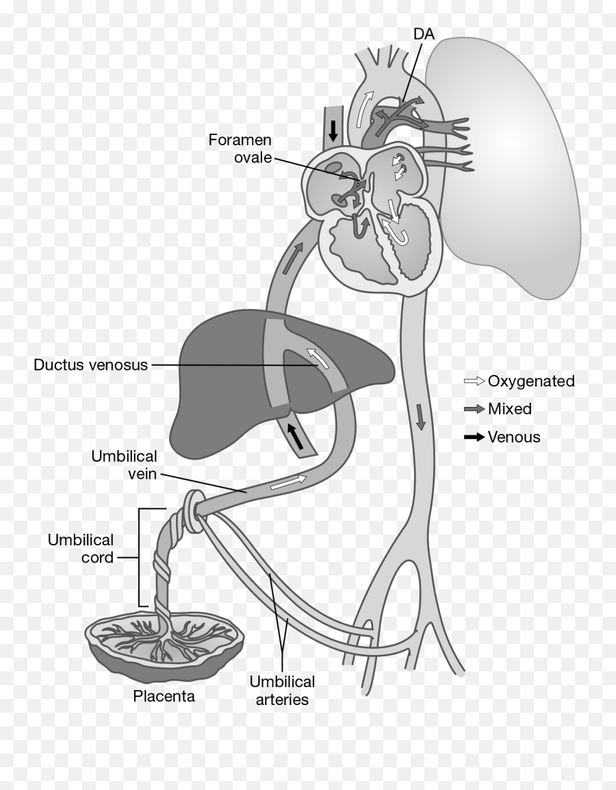 Cardiovascular System Springer Publishing - Sketch Emoji,Mixed Emotions Cartoon Drawing