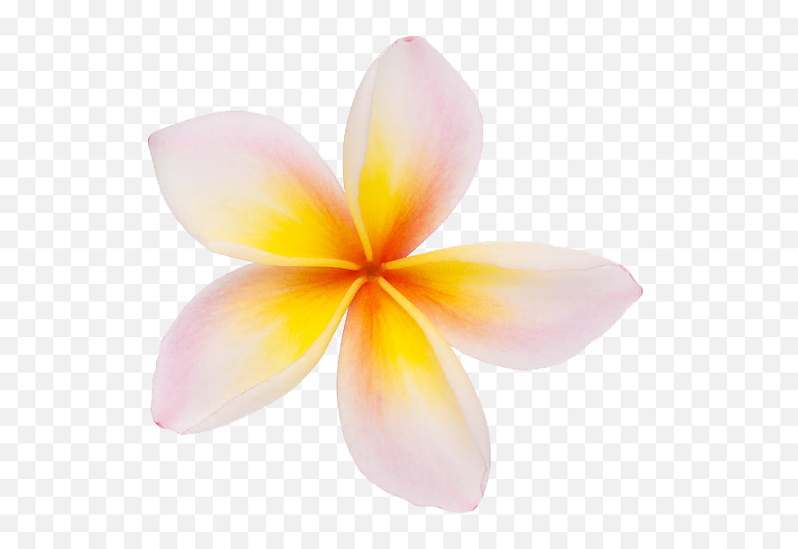 Plumeria Flowers Png Clipart - Png Clipart Plumeria Flowers Png Transparent Emoji,How To Make A Plumeria Emoticon On Facebook