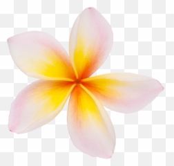 Plumeria Flowers Png Clipart - Png Clipart Plumeria Flowers Png Transparent Emoji,How To Make A Plumeria Emoticon On Facebook