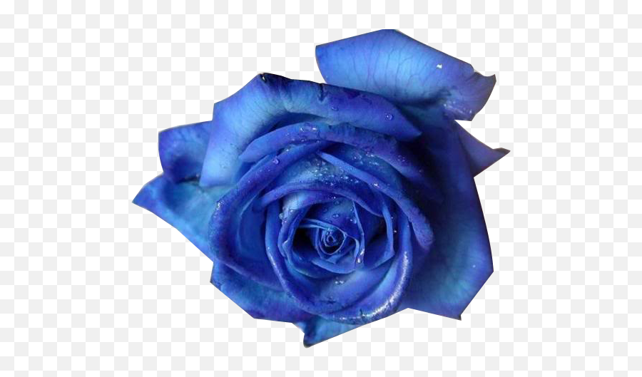 Crip Rose - Blue Rose Flower Emoji,Crip Emoji