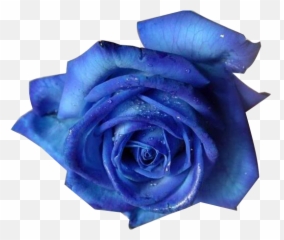 Crip Rose - Blue Rose Flower Emoji,Crip Emoji