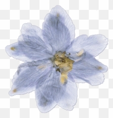 Flower Minimal Aeshetics Aeshetic - Angelic Aesthetic Ethereal Words Emoji,Emojis Columbine